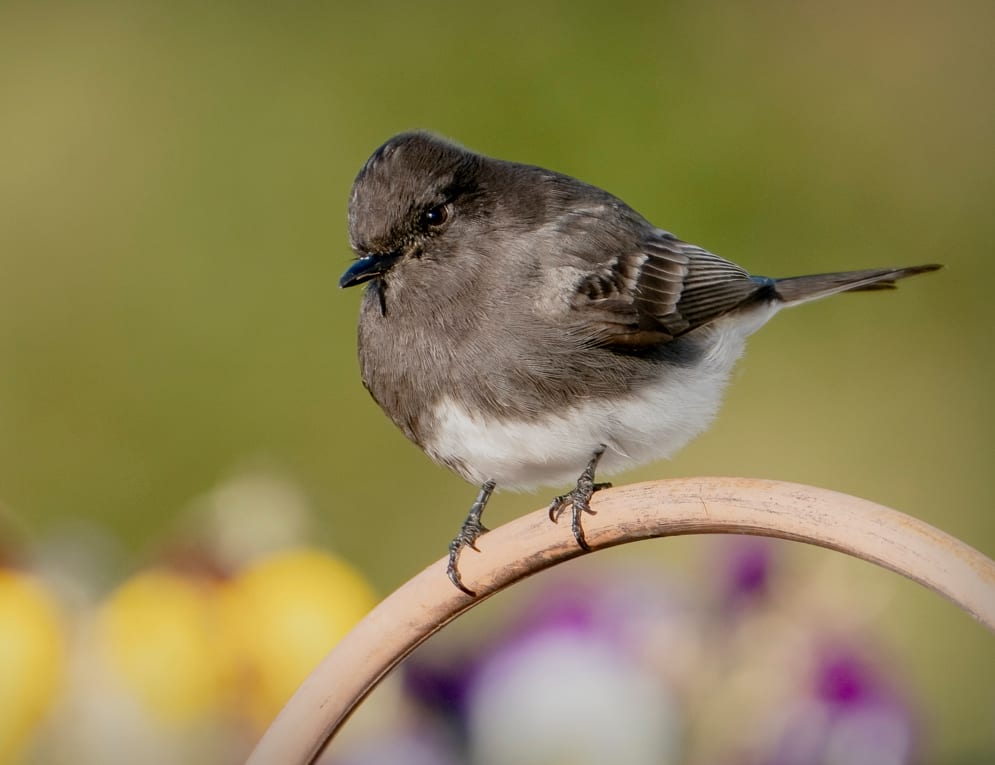 Black Phoebe by Michele McCormick 