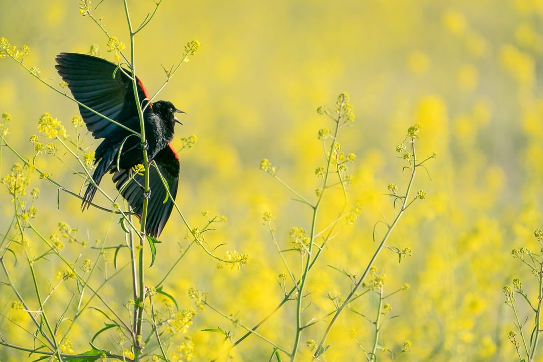 Cry of the Red-winged Blackbird by Michele McCormick, Image 1.