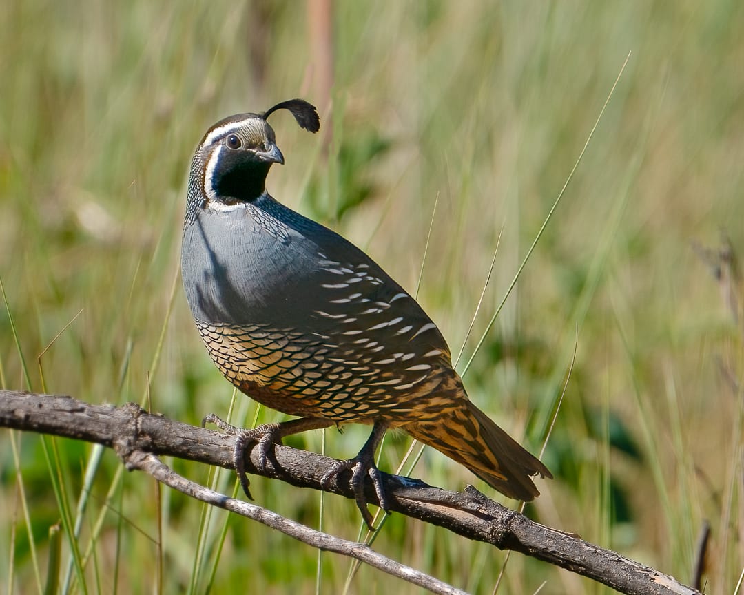 California Quail 