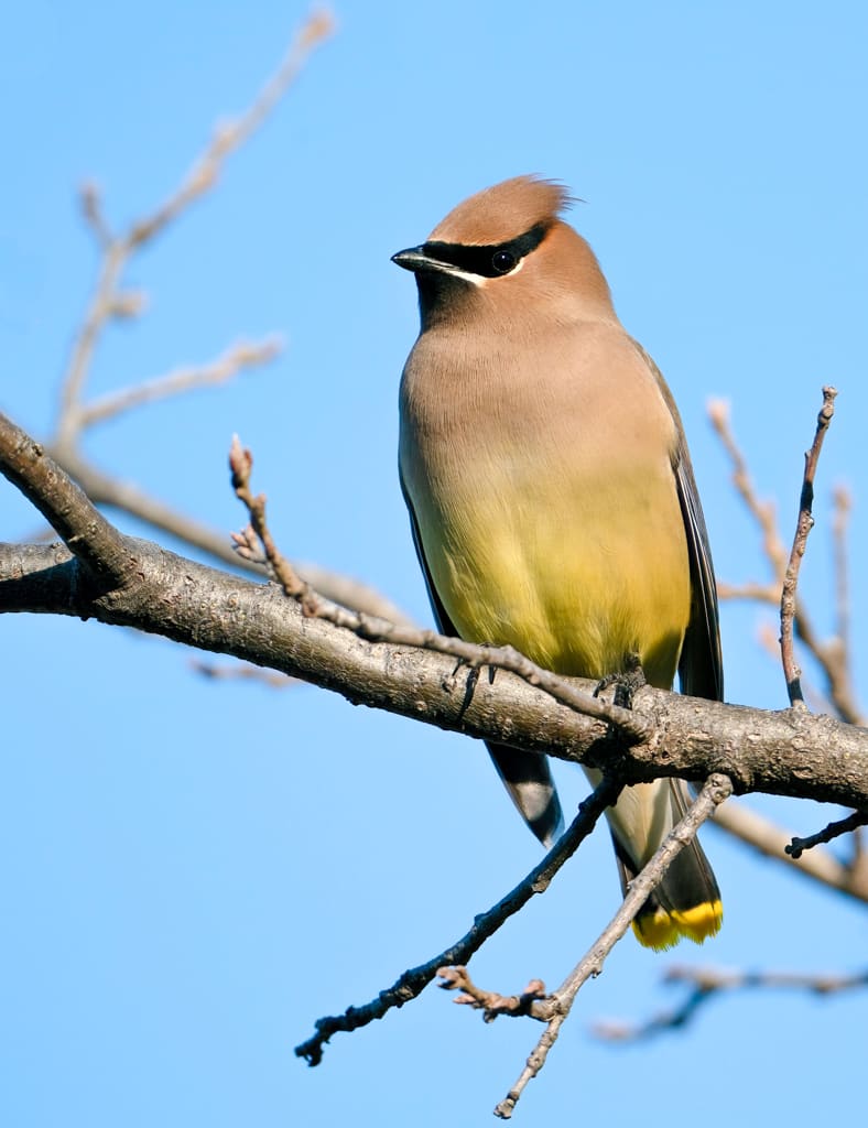 Cedar Waxwing 