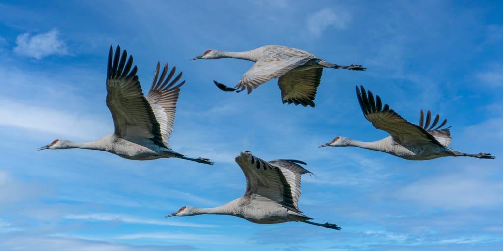 Sandhill Crane Fantasy 