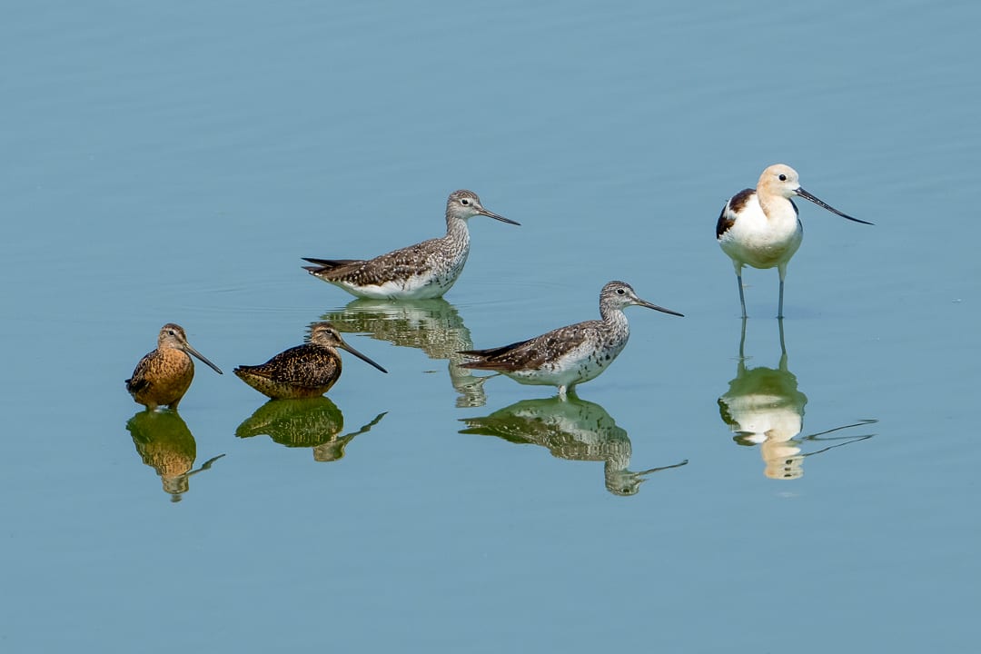 Waterbirds Share the Calm 