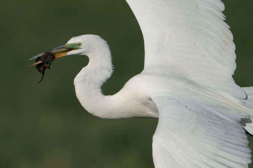 Egret at the Vole Buffet, Image 1.