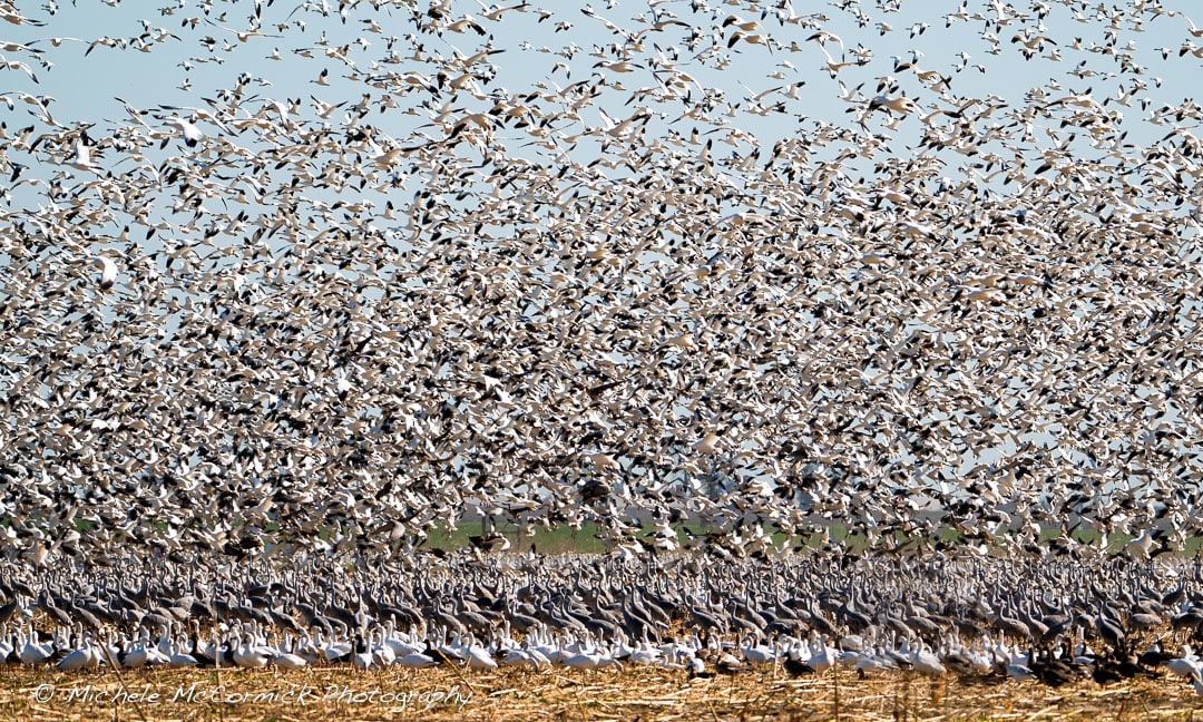 Merced Flyup by Michele McCormick, Image 1.
