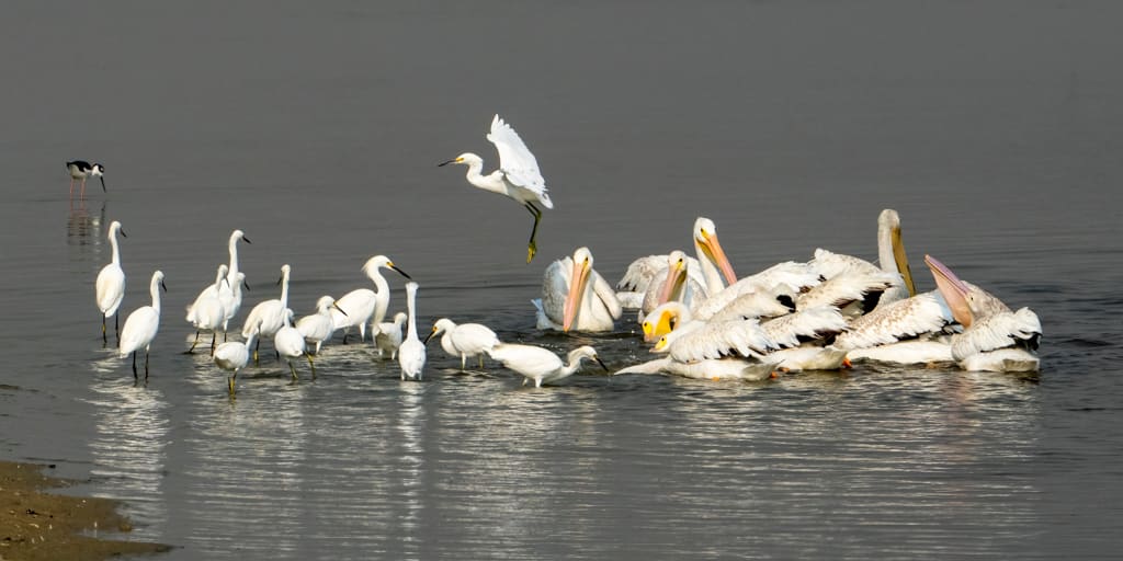 Gathering at the Fishing Hole, Image 1.