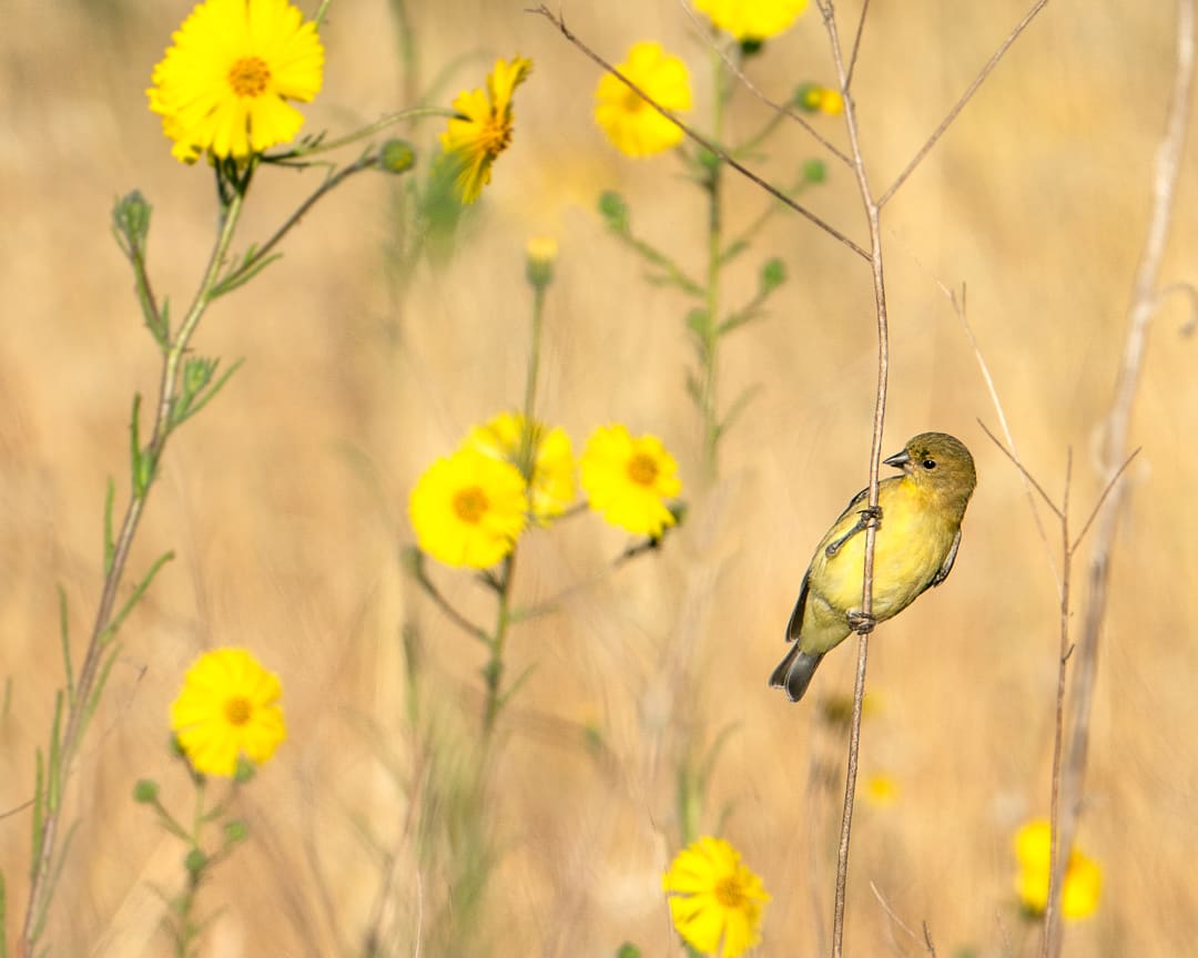 Lesser Goldfinch in Spring Flowers, Image 1.