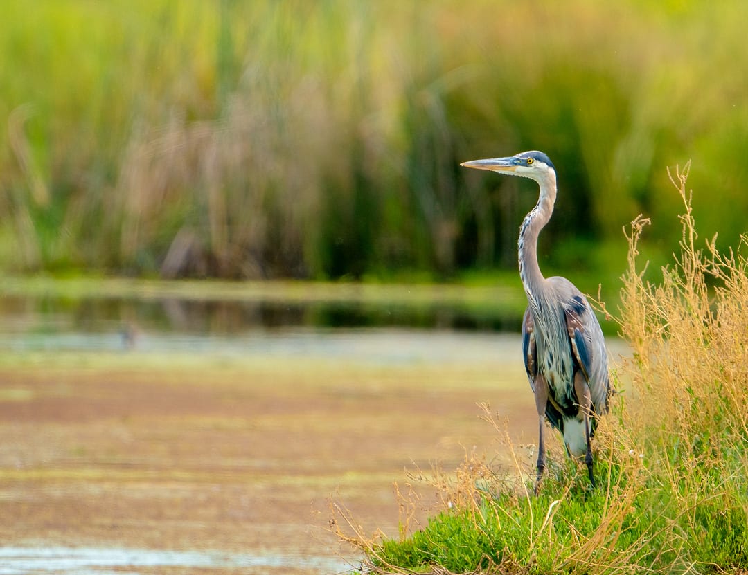 A Heron Reigns by Michele McCormick 