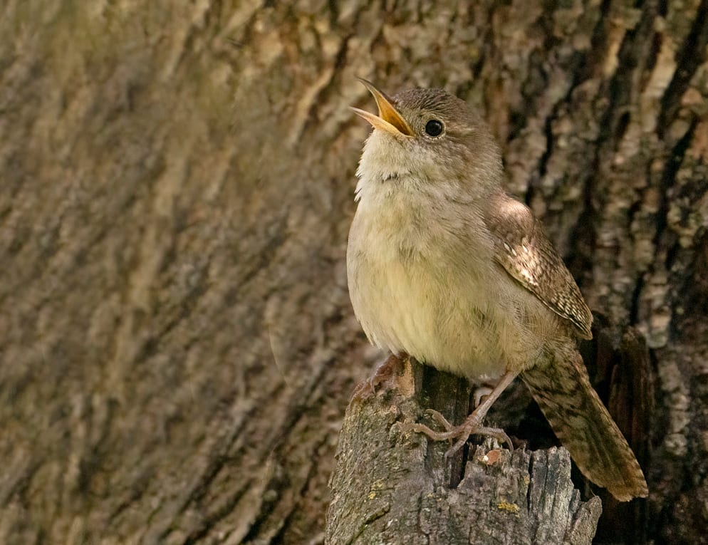 A House Wren Sings, Image 1.