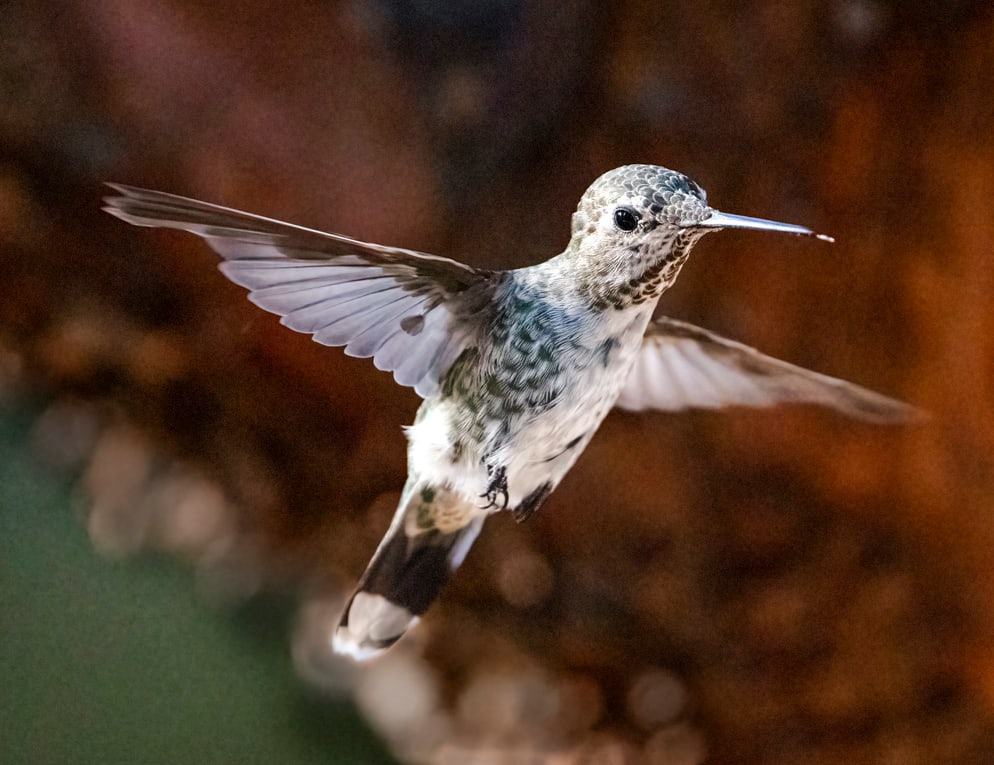Anna's Hummingbird by Michele McCormick, Image 1.