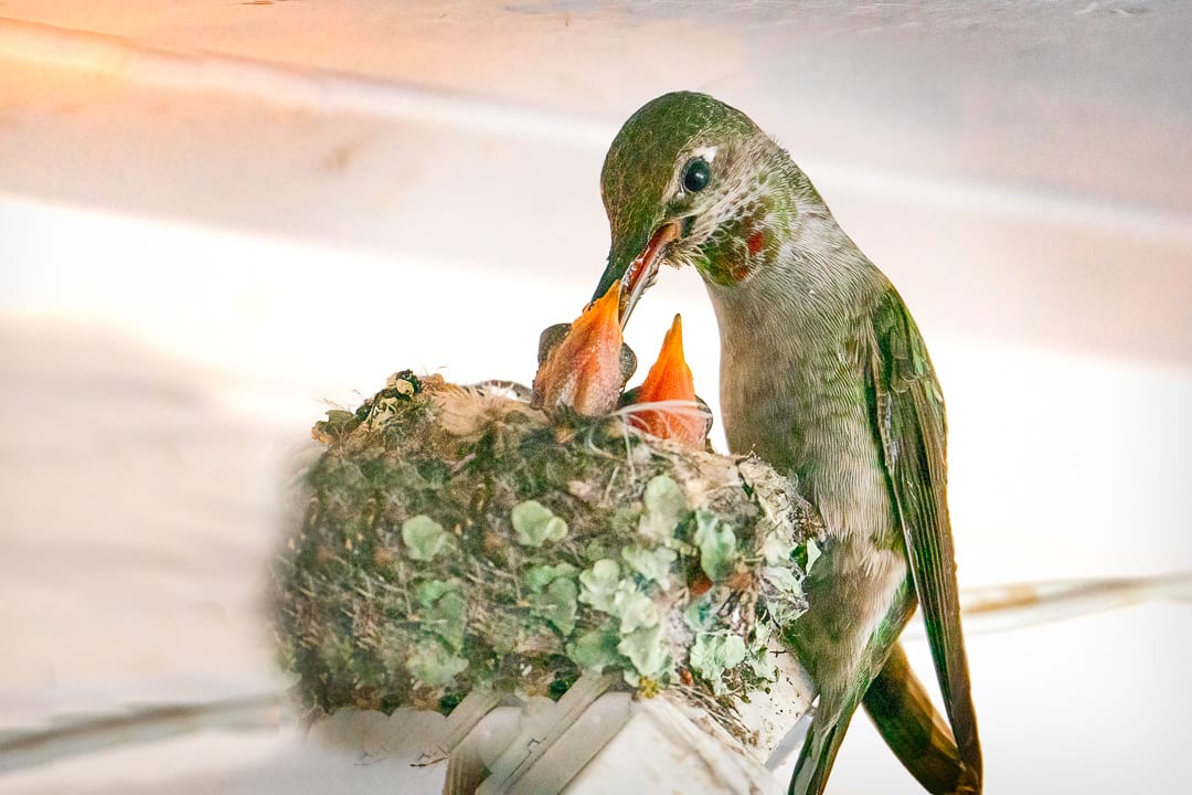 Hummingbird with Chicks, Image 1.