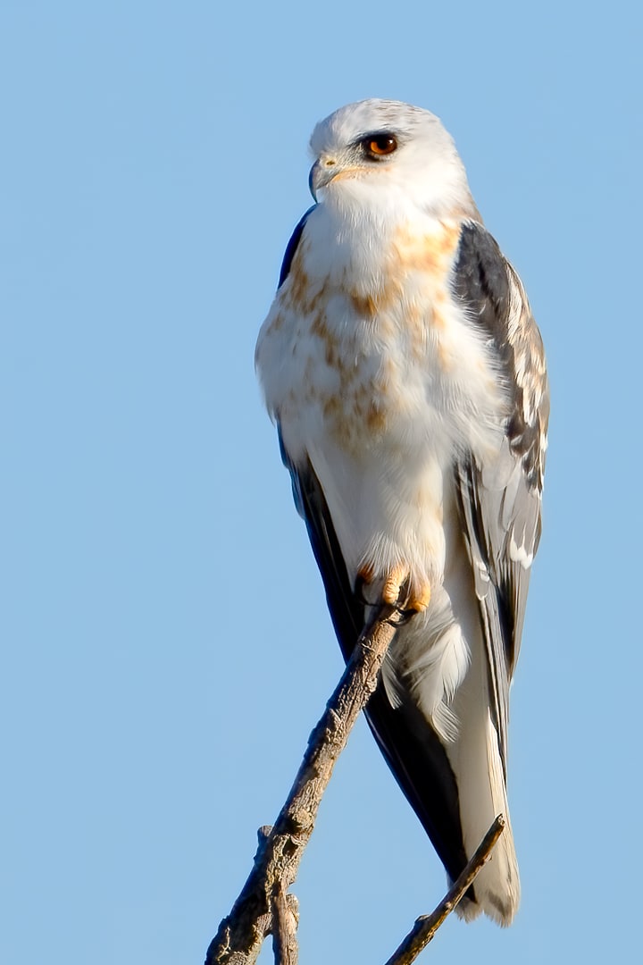 Portrait of a White-tailed Kite 