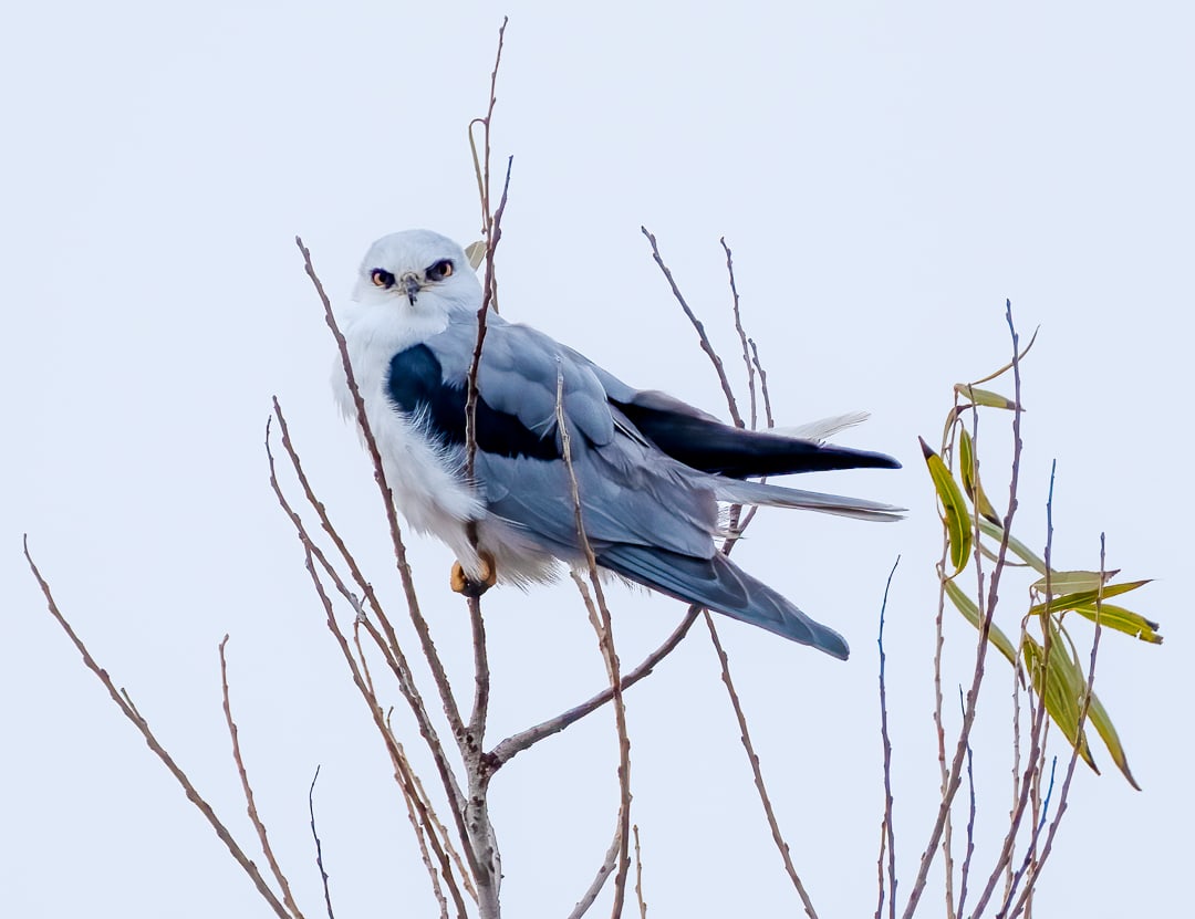 Kite in Tree by Michele McCormick 