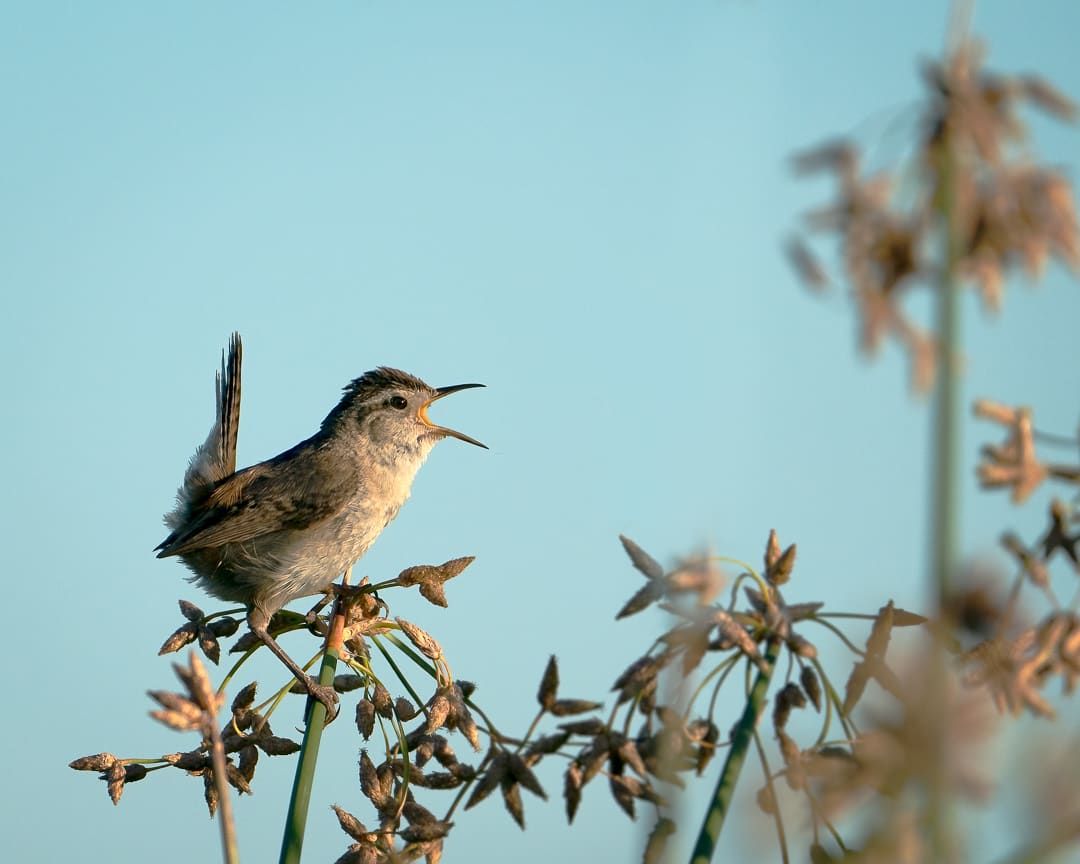 A Marsh Wren Sings 