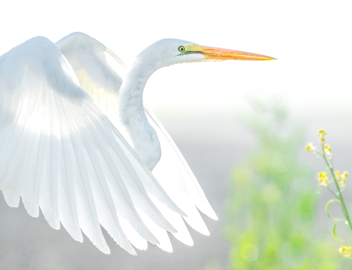 Mystic Egret 2/10