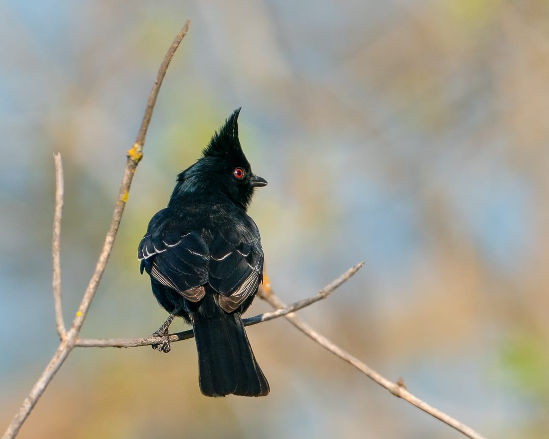 Phainopepla by Michele McCormick 