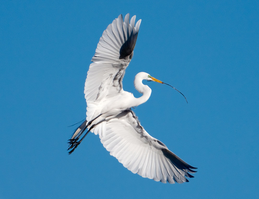 Proud Egret 