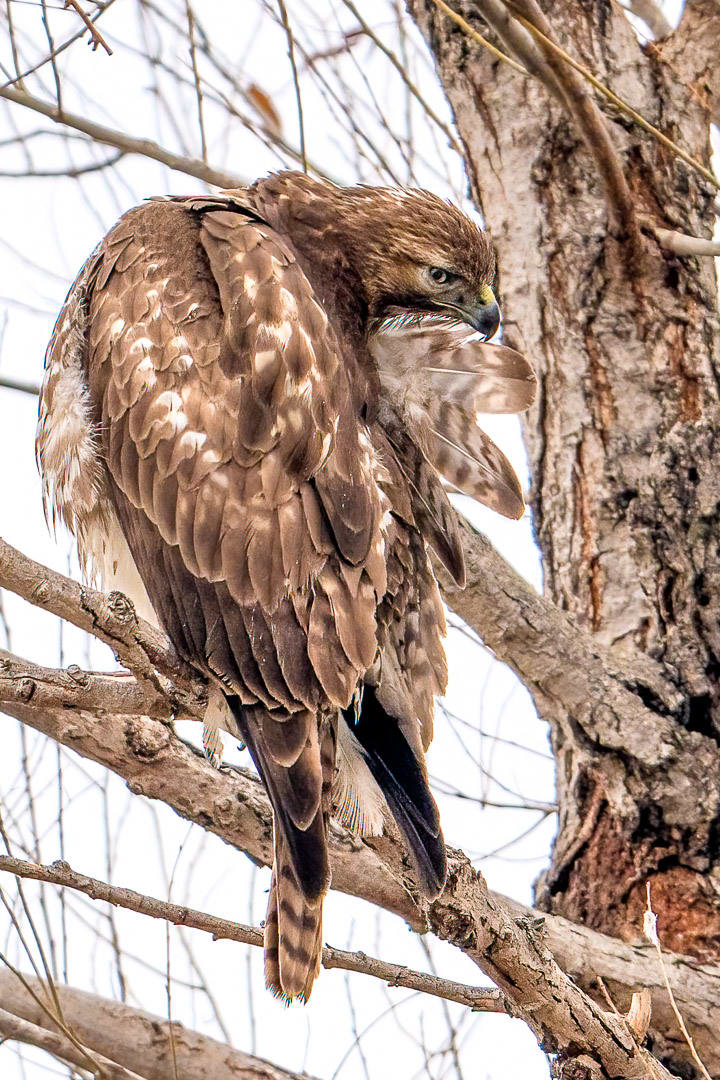 A Young Red-tailed Hawk Grooms 