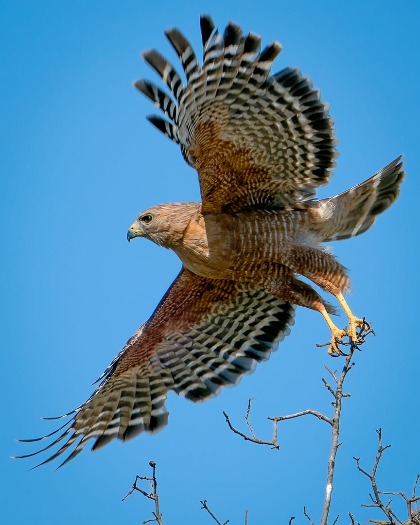 Red-shouldered Hawk Takes Flight 