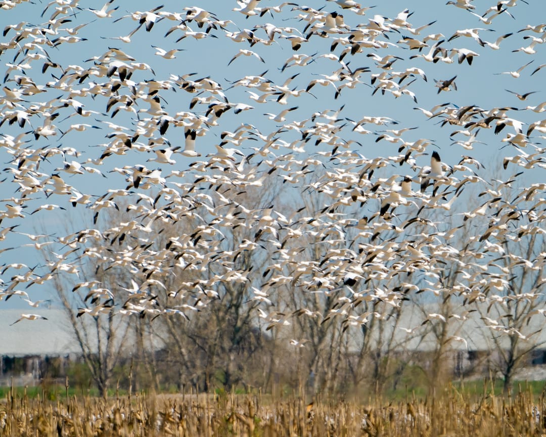 Ross's Goose Flyup by Michele McCormick 
