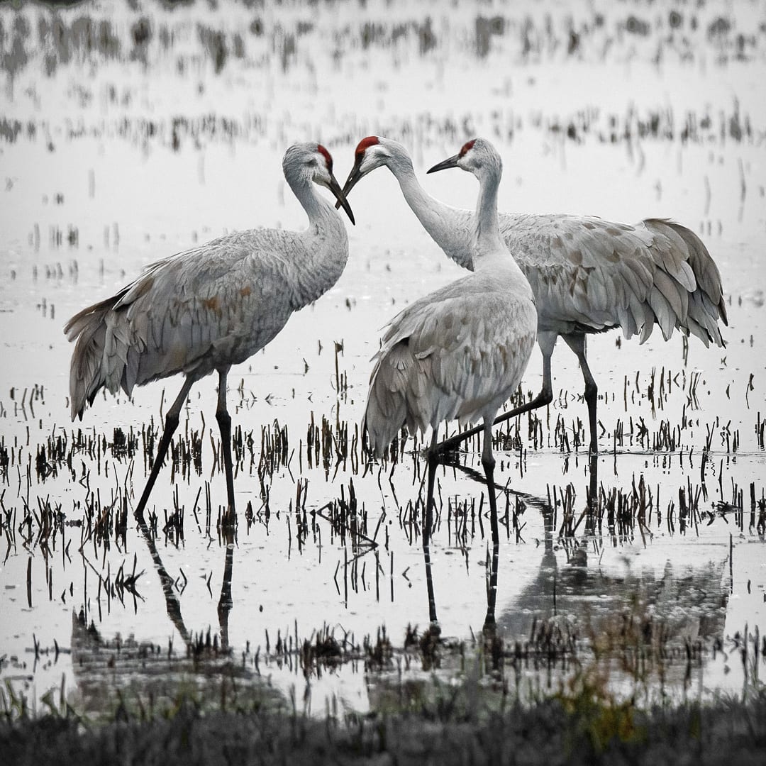 Sandhill Crane Family, Image 1.