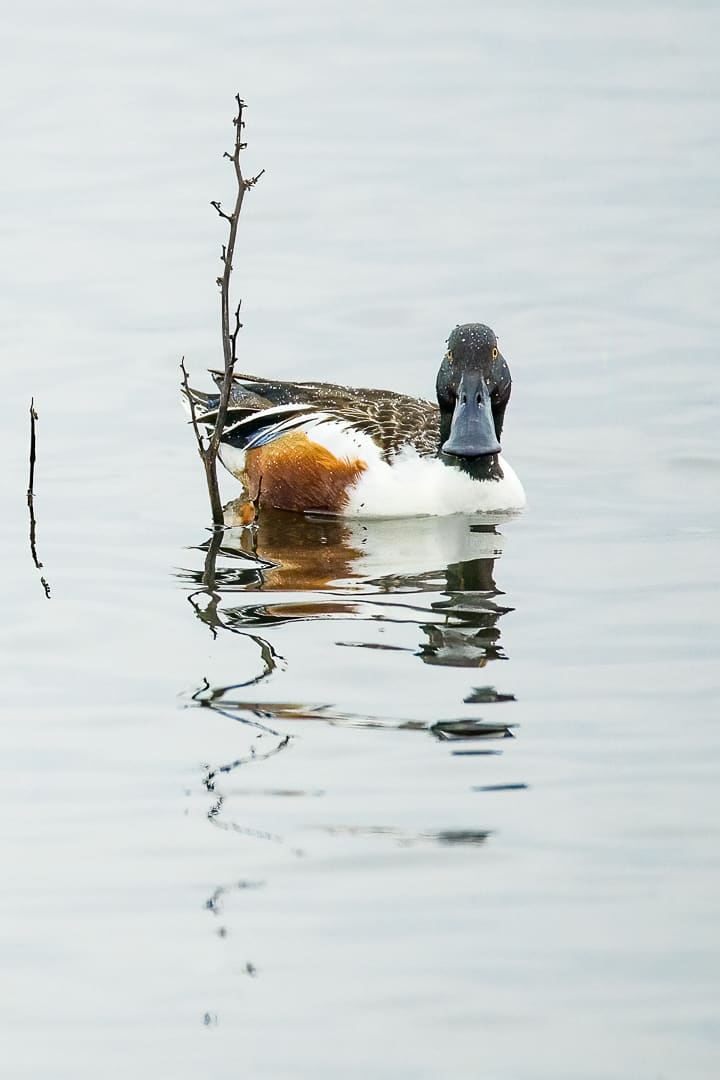 Shoveler in the Rain by Michele McCormick, Image 1.