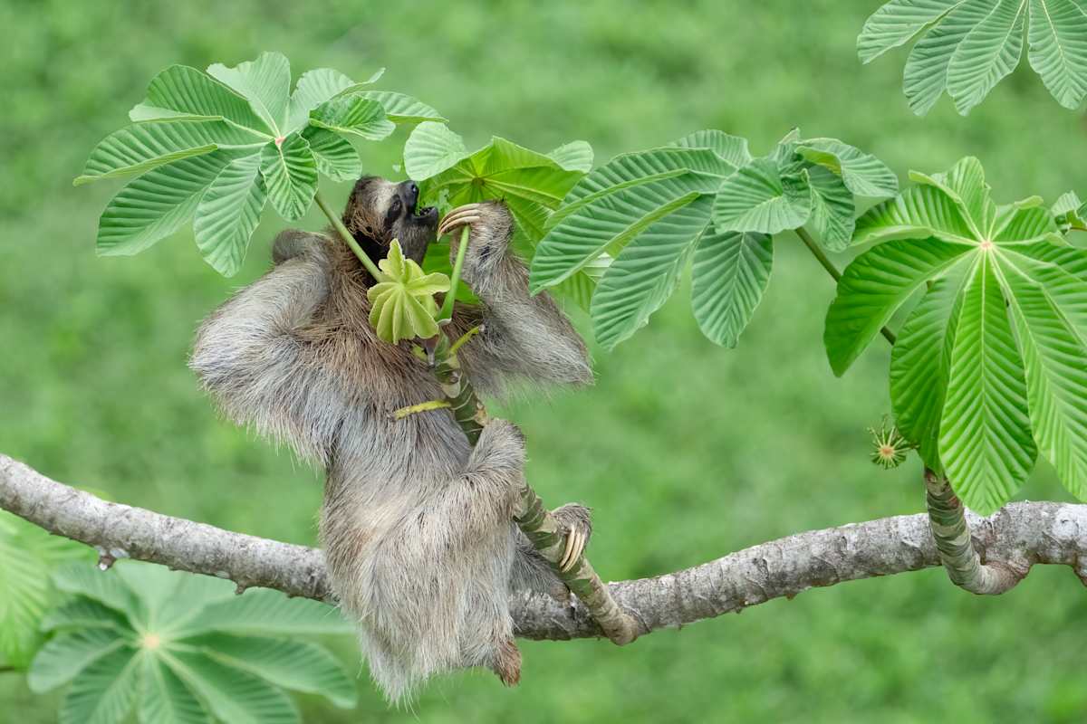 Slothful Diner by Michele McCormick  Image: A sloth slowly climbs to where the most tender leaves can be found