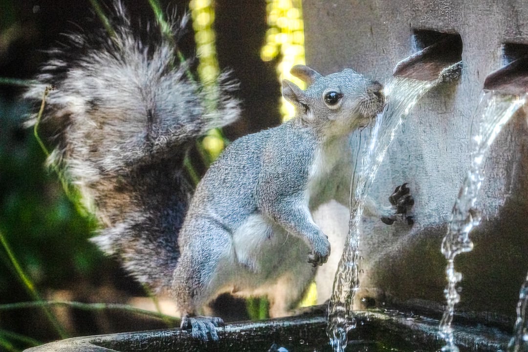 Squirrel Takes a Drink 