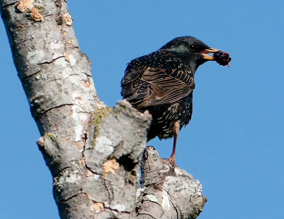 Starling with Berry, Image 1.