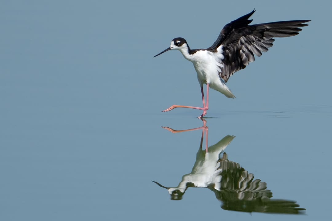 Stilt Ballet by Michele McCormick 