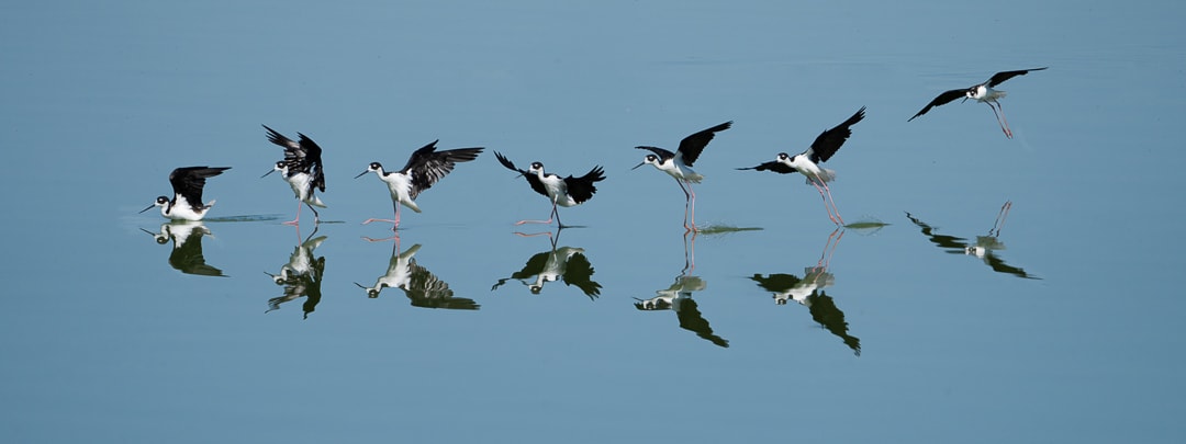 Stilt Landing Ballet, Image 1.