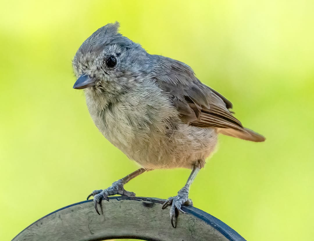 Oak Titmouse, Image 1.