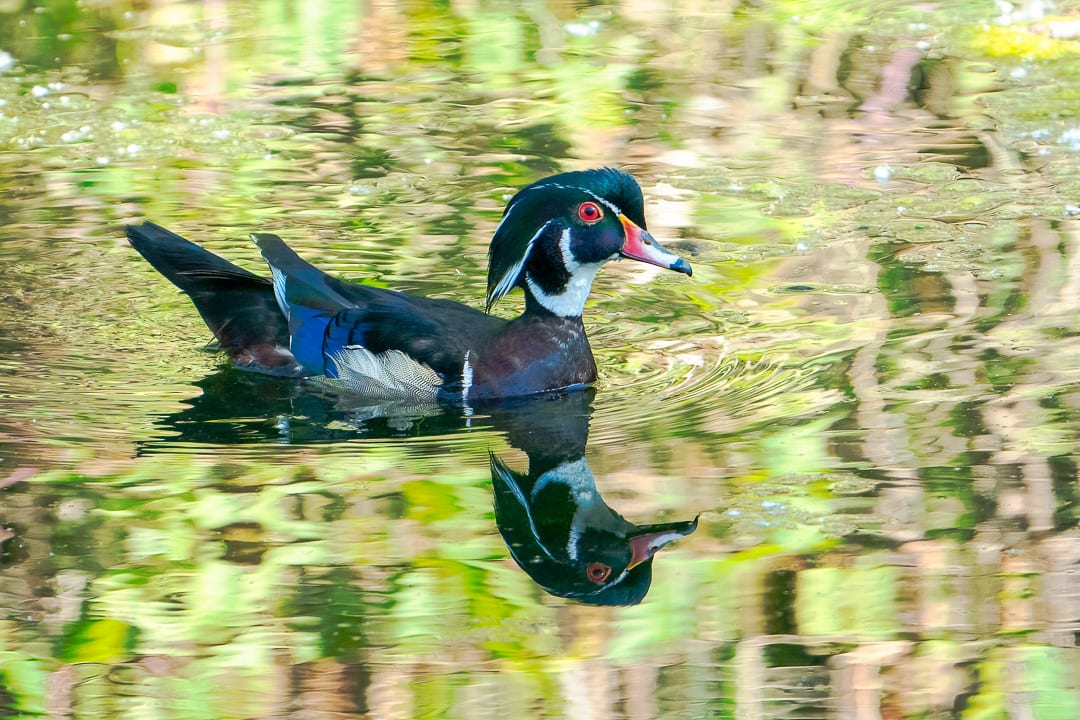 A Wood Duck Amid Reflections by Michele McCormick 