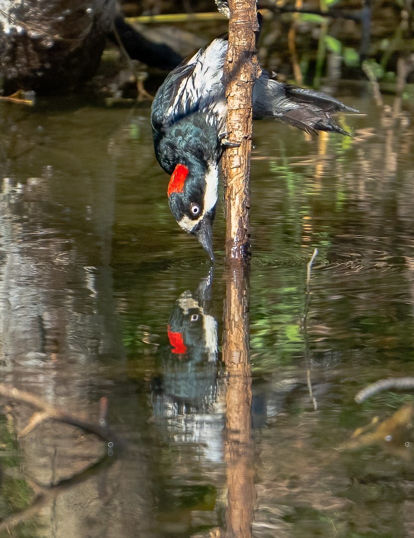 Acorn Woodpecker Takes a Sip, Image 1.
