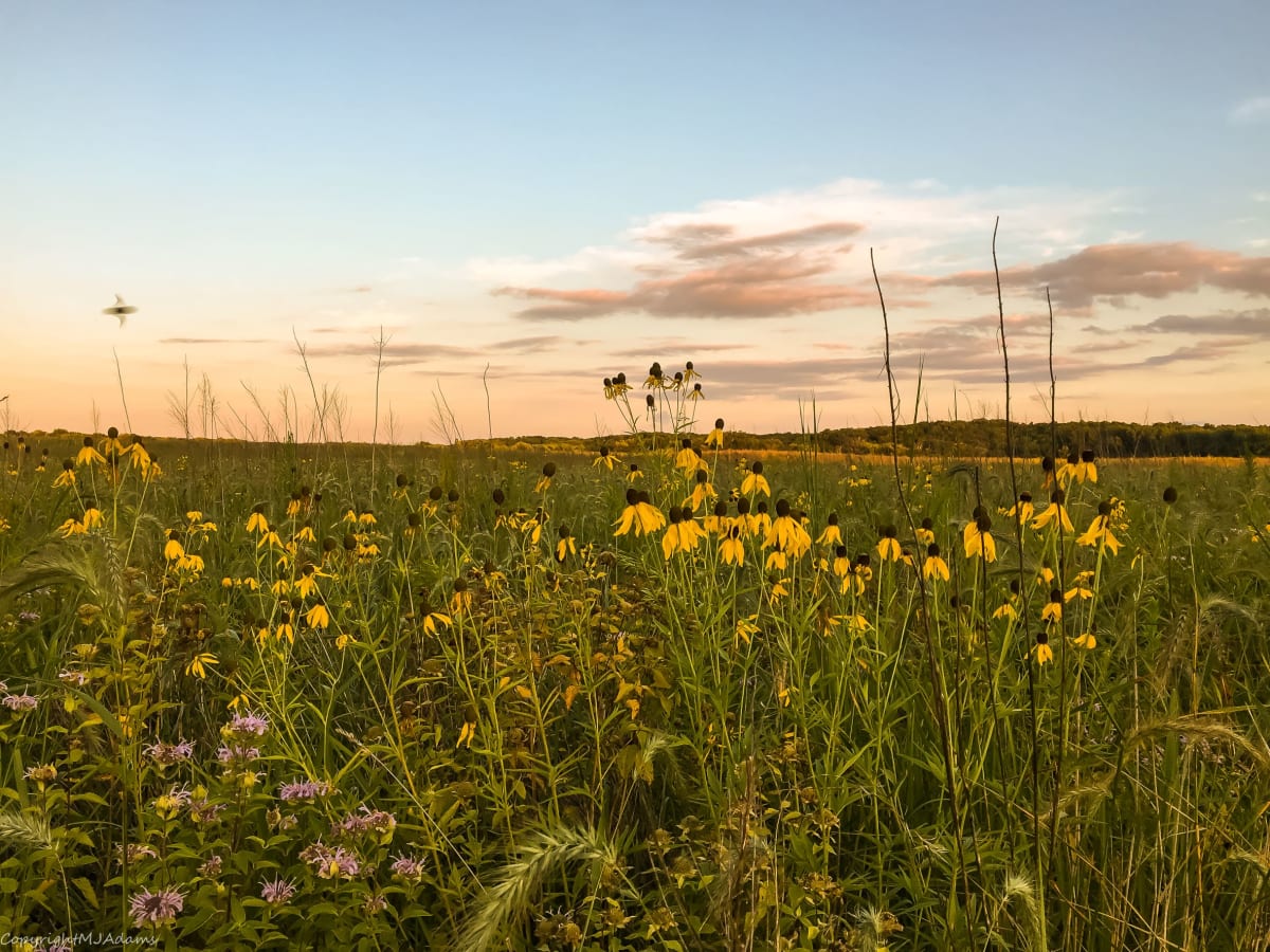 Letcher Basin Prairie by Mary Jo Adams 