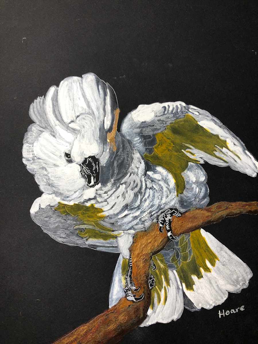 Cockatoo with Attitude by Alexandra Treadaway-Hoare, Image 1.