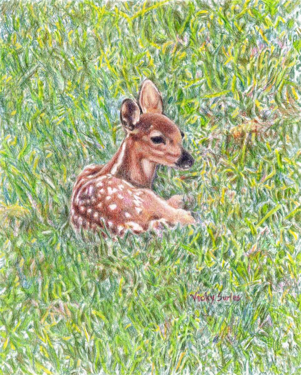 Baby Deer Relaxing by Vicky Surles 