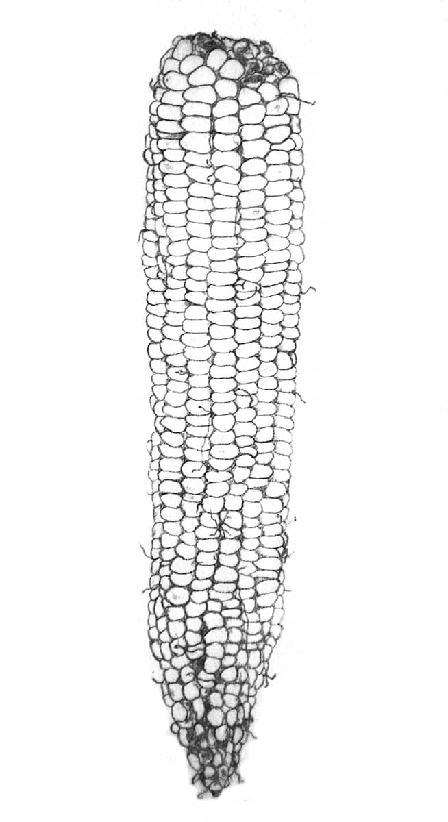 Summer Corn by Vicky Surles, Image 1.