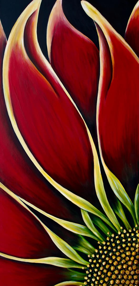 Red Gazania by Denise Cassidy, Image 1.