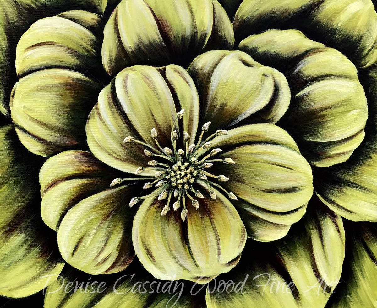 Hellebore Flower #592 by Denise Cassidy, Image 1.