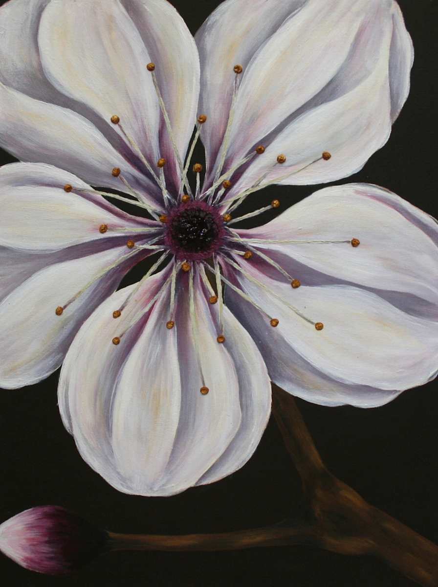Cherry Blossom  by Denise Cassidy, Image 1.