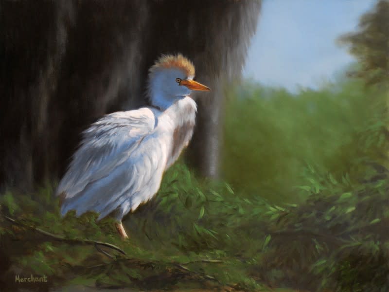 Cattle Egret by Linda Merchant Pearce 