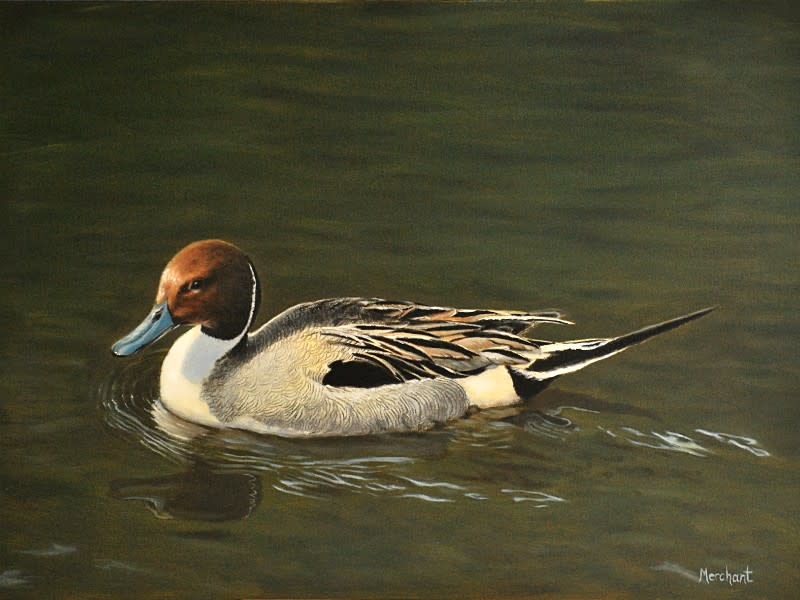 Pintail Drake SOLD by Linda Merchant Pearce 