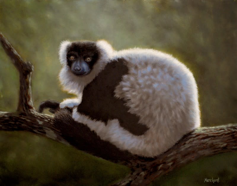 Black and White Ruffed Lemur AVAILABLE by Linda Merchant Pearce 