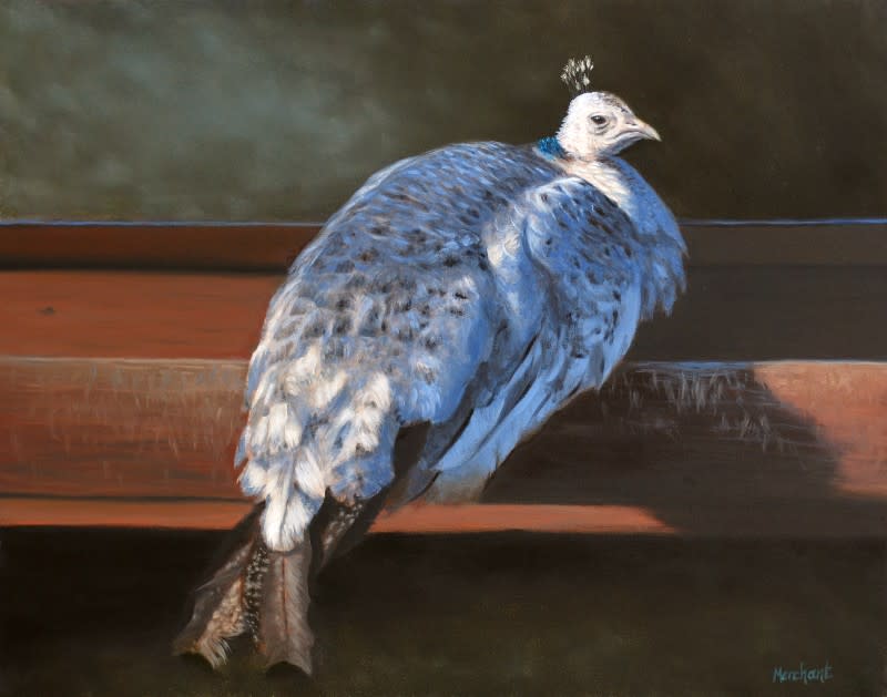 White Peahen by Linda Merchant Pearce 