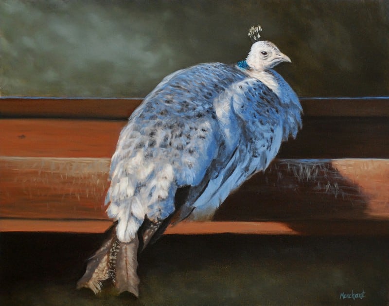 Rustic Elegance - White Peahen by Linda Merchant Pearce 