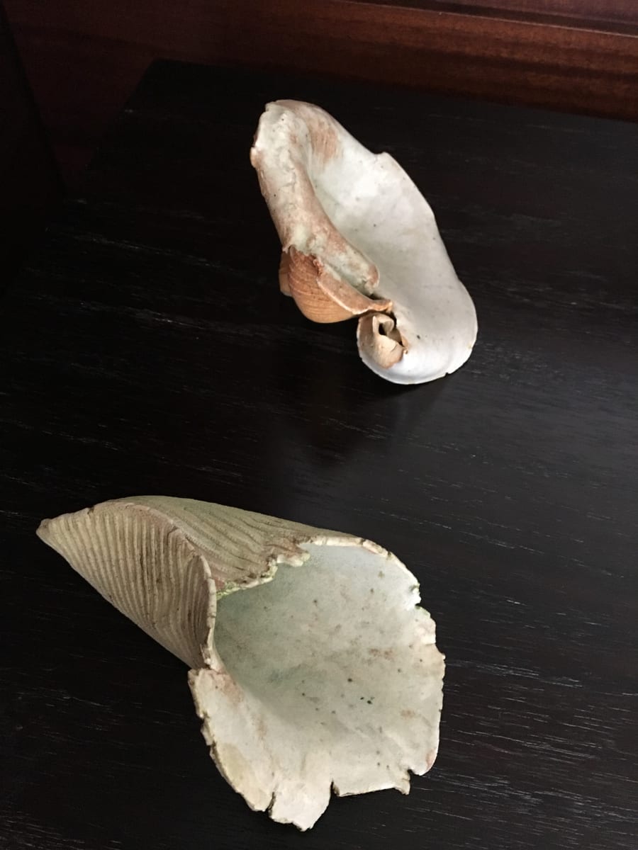 Shells by Edith Baker 