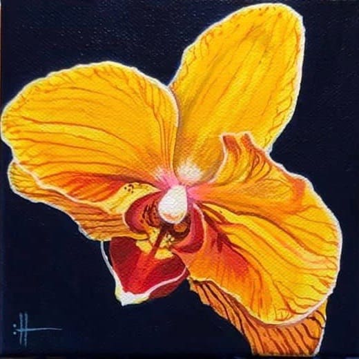 Sunset Orchid, Image 1.