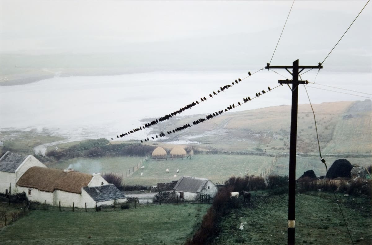 Birds, Bloody Foreland, Donegal by Alen MacWeeney, Image 1.