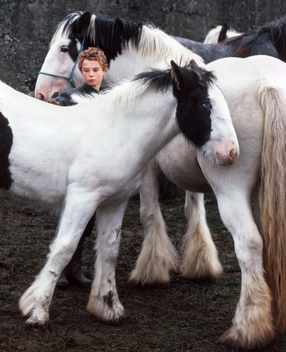 Boy With Piebalds, Ballinasloe Horsefair by Alen MacWeeney, Image 1.