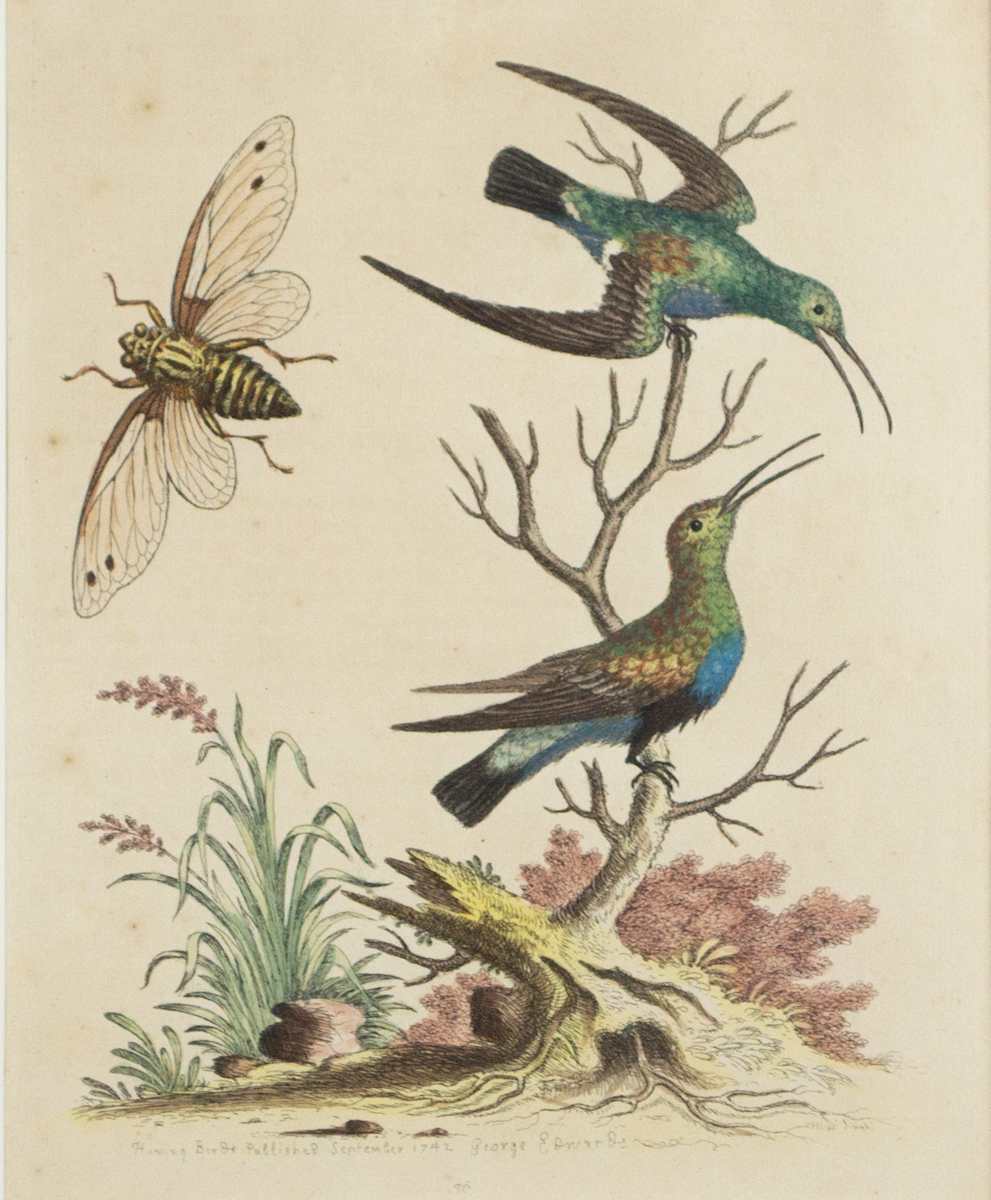 Two Hummingbirds & Insect by George Edwards 
